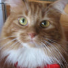 Classic Cat