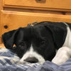 Bullet The Border Collie